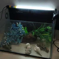 آکواریوم ماهیران|ماهی|اهواز, ۲۵۴دستگاه|دیوار