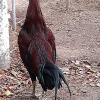 معاوضه با مرغ محلی