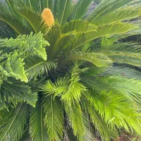سیکاس|خدمات باغبانی و درختکاری|خمام, |دیوار