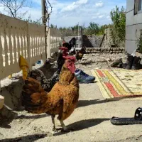 خروس مینیاتوری