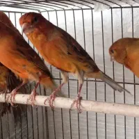 قناری سرخ سوخته طبیعی
