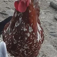 خروس گلین