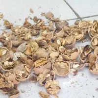 گردو درجه یک