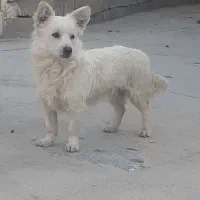 فروش سک پامر