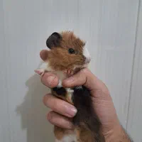 خوکچه هندی.همستر خرگوش.. پت شاپ آکو