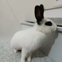 فروش خرگوش|موش و خرگوش|مریوان, |دیوار