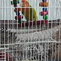 طوطی کوتوله