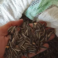 تخمه ریز مخصوص پرنده گان پر مغز