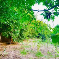 باغ و باغچه نقلی