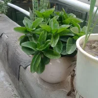 گل طبیعی