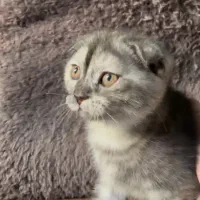 اسکاتیش پفکی|گربه|تهران, حبیب الله|دیوار