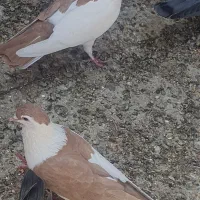 کفتر|پرنده|حمیدیا, |دیوار