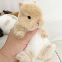 خرگوش مینی لوپ بلو با شناسنامه و واکسن