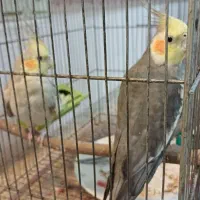 طوطی|پرنده|سامان, |دیوار