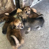 سگ با نژاد اشپیتز
