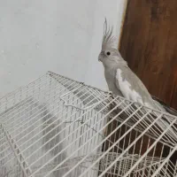 گمشده عروس هلندی|پرنده|رباط‌کریم, رباط‌کریم|دیوار