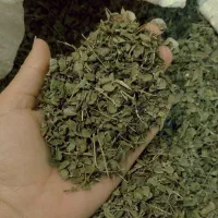 آویشن گرمسیری سبز و خوشبو