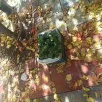 گل آپارتمانی|گل و گیاه طبیعی|سلماس, |دیوار