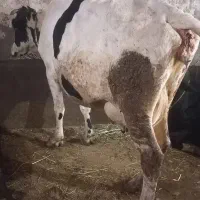 گاو قصابی گوشتی