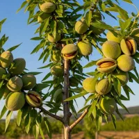 نهال پسته احمدآقایی، خوشفرم، خوشمزه، صادراتی|خدمات باغبانی و درختکاری|تبریز, |دیوار