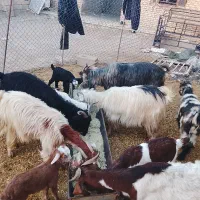 5 عدد بز و بیگ|حیوانات مزرعه|گتوند, |دیوار