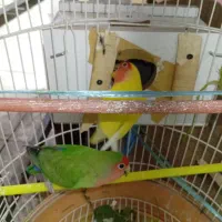 طوطی برزیلی مولد