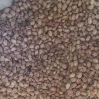 لوبیا چیتی ۱۰۰ کیلو