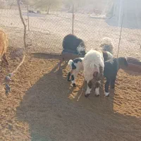 بره درجه یک|حیوانات مزرعه|خورموج, |دیوار