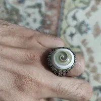 انگشتر شب چراغ یا چشم شیوا