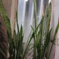 گل سانسوری سبز|گل و گیاه طبیعی|شیراز, شهرک مهدی‌آباد|دیوار