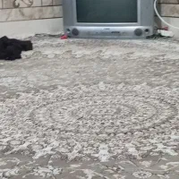 تلویزیون شهاب