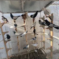 سینه کله شهری سرک دمبی طوقی