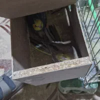 عروس هلندی مولد|پرنده|مشهد, موعود|دیوار