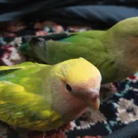 عروس کوتوله دستی