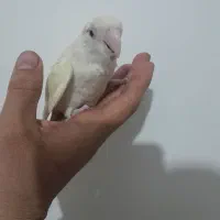 کوتوله برزیلی