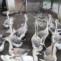قو غاز|حیوانات مزرعه|کلاچای, |دیوار