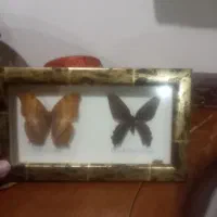 تابلو پروانه  بسیار زیبا وخاص ۲ تایی