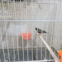 فنچ لپ سیاه نر|پرنده|مشهد, نیزه|دیوار