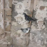 پرنده|پرنده|بیرجند, |دیوار