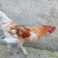 خروس و جوجه خروس