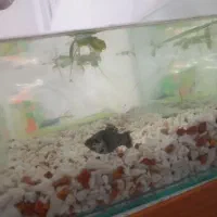 یک جفت ماهی مولی و یک جفت ماهی گوپی سر زنده و مولد|ماهی|قم, سعادتی|دیوار