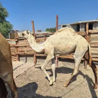 شتر زه اول با کوات نر|حیوانات مزرعه|قشم, |دیوار