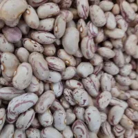 لوبیا چیتی محصول سال