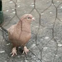 کبوتر گرفتنی