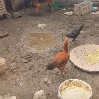 واگذاری یک جفت سگ ژرمن شولاین|سگ|قائم‌شهر, |دیوار