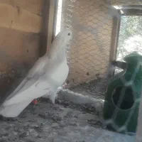 کبوترهای پرشی و ساعتی