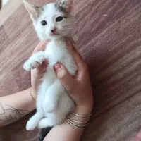 گربه نژاد دار کالیکو