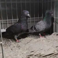 کفتر طوقی سینه کله دم سفید شهری کبوتر یال چپ زرد