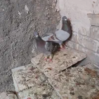 کبوتر|پرنده|سده (خراسان جنوبی), |دیوار