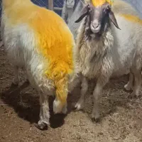 شک ورن سنجابی قوچ